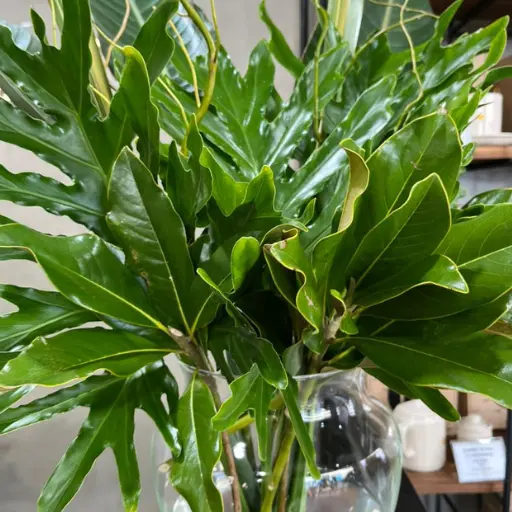 Arreglo de verde helios